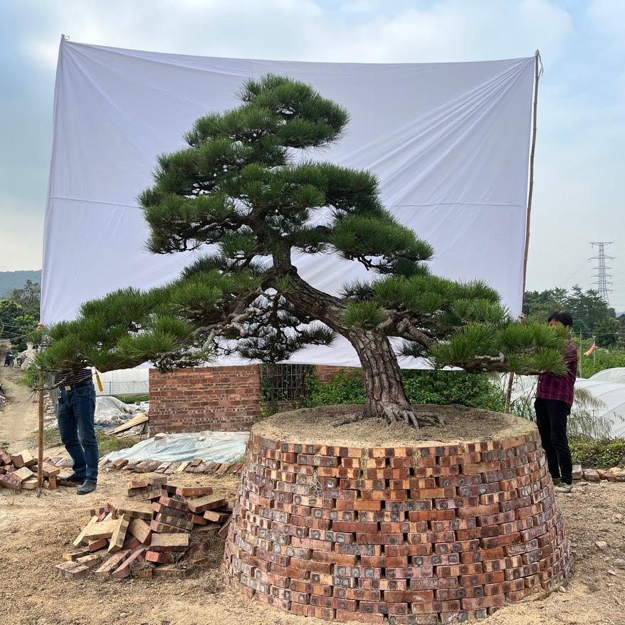 问松园艺