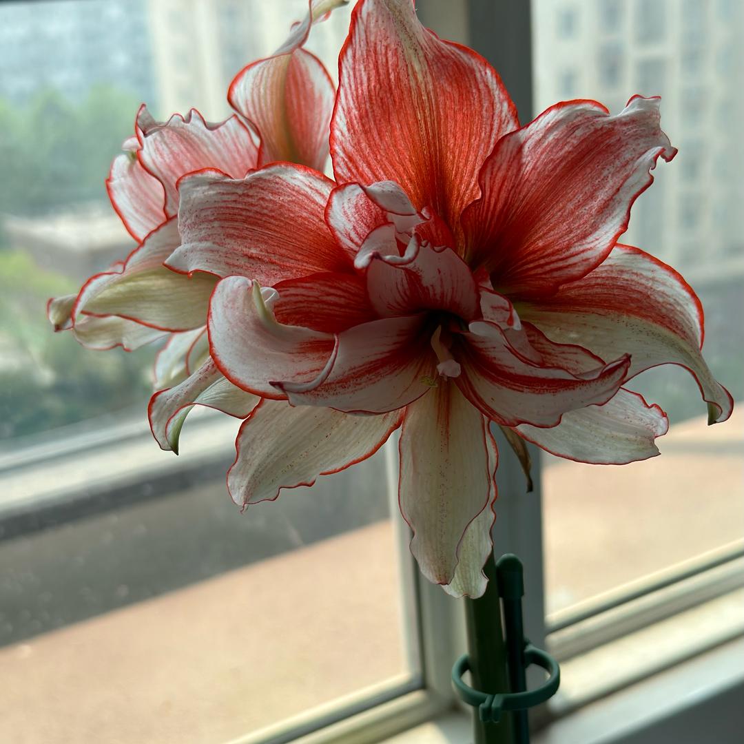 王小刀