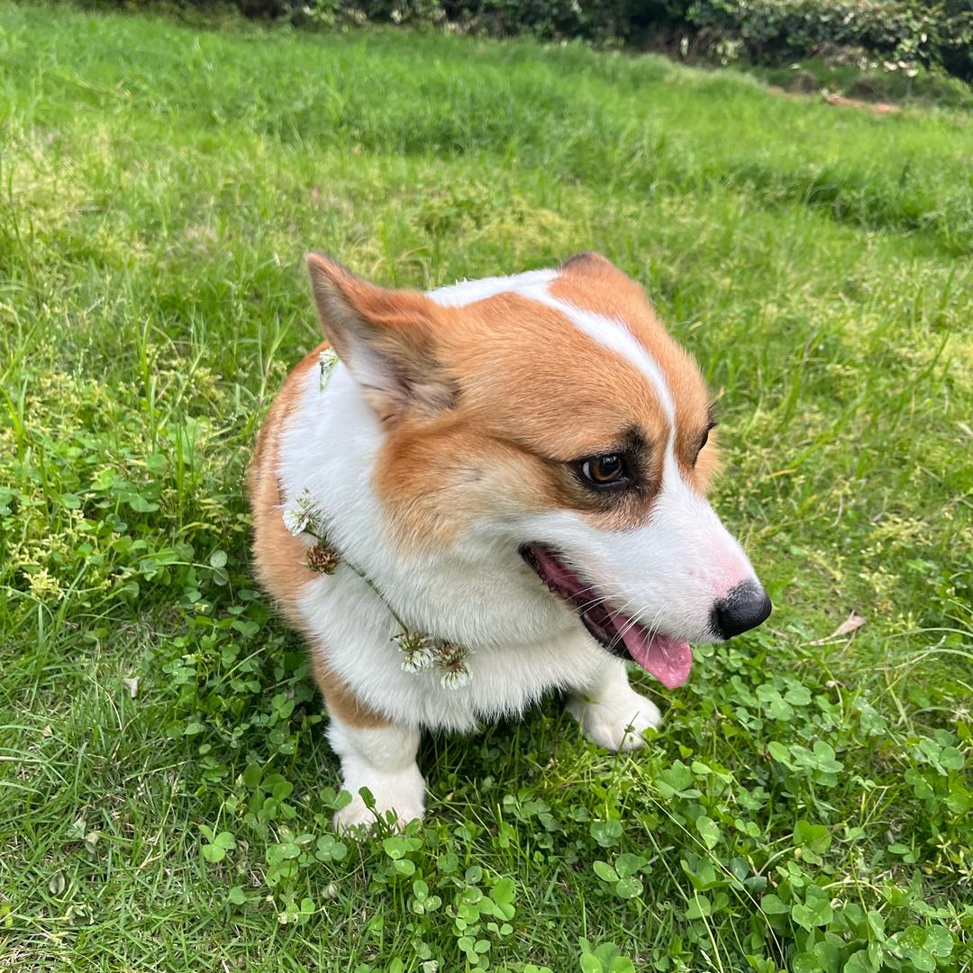 汤圆姐和菜老弟