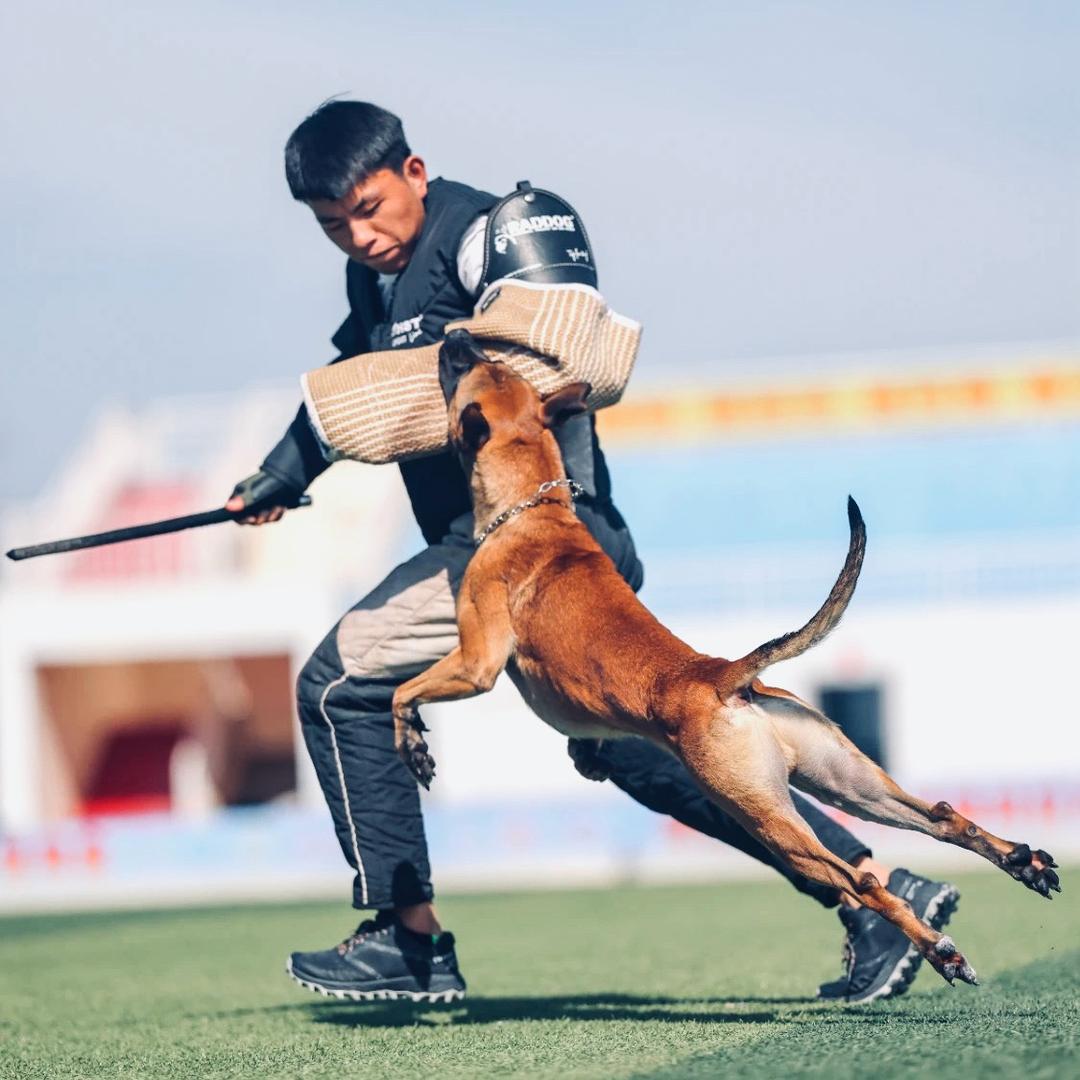 赵少康驯犬