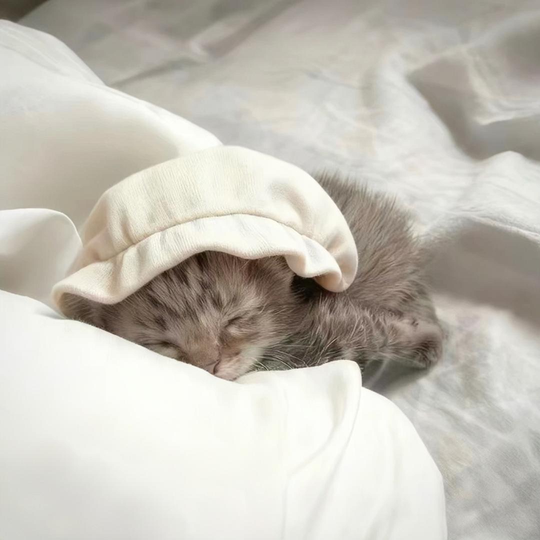 昂昂与猫