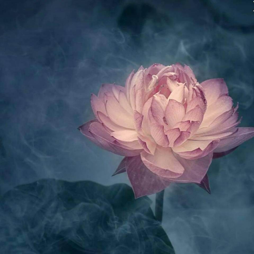 𝐿𝑎𝑀𝑎𝑜✿