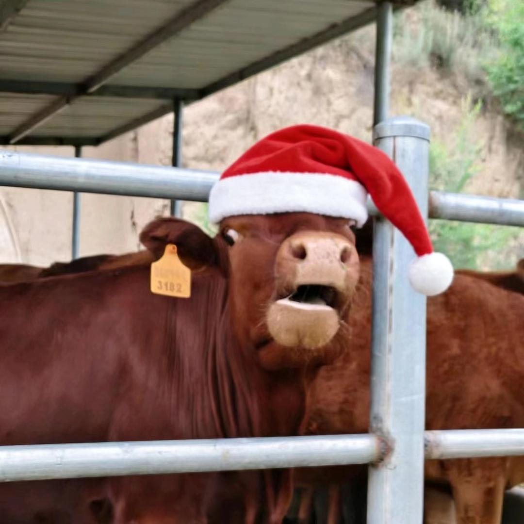 🐟❤️🐟（护妻狂魔）