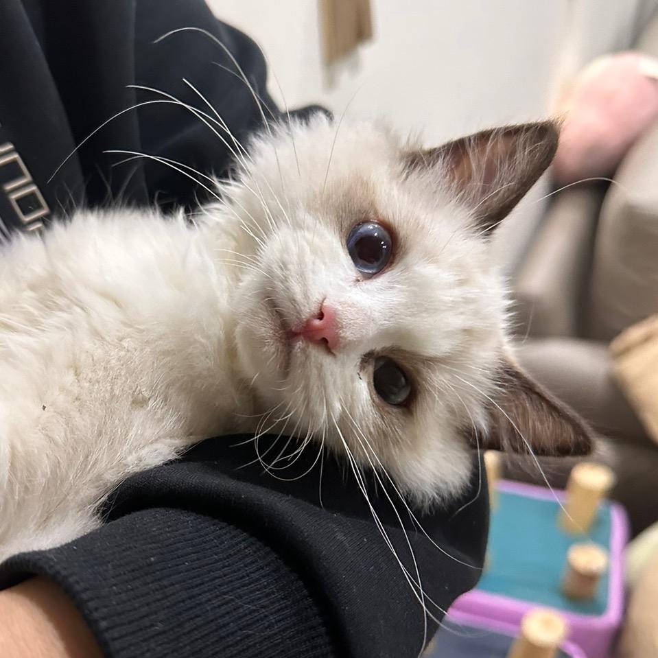 小陈也有猫喽