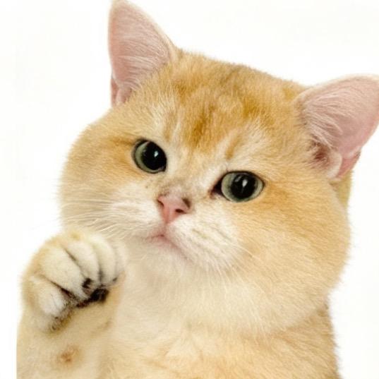 叠叠狗