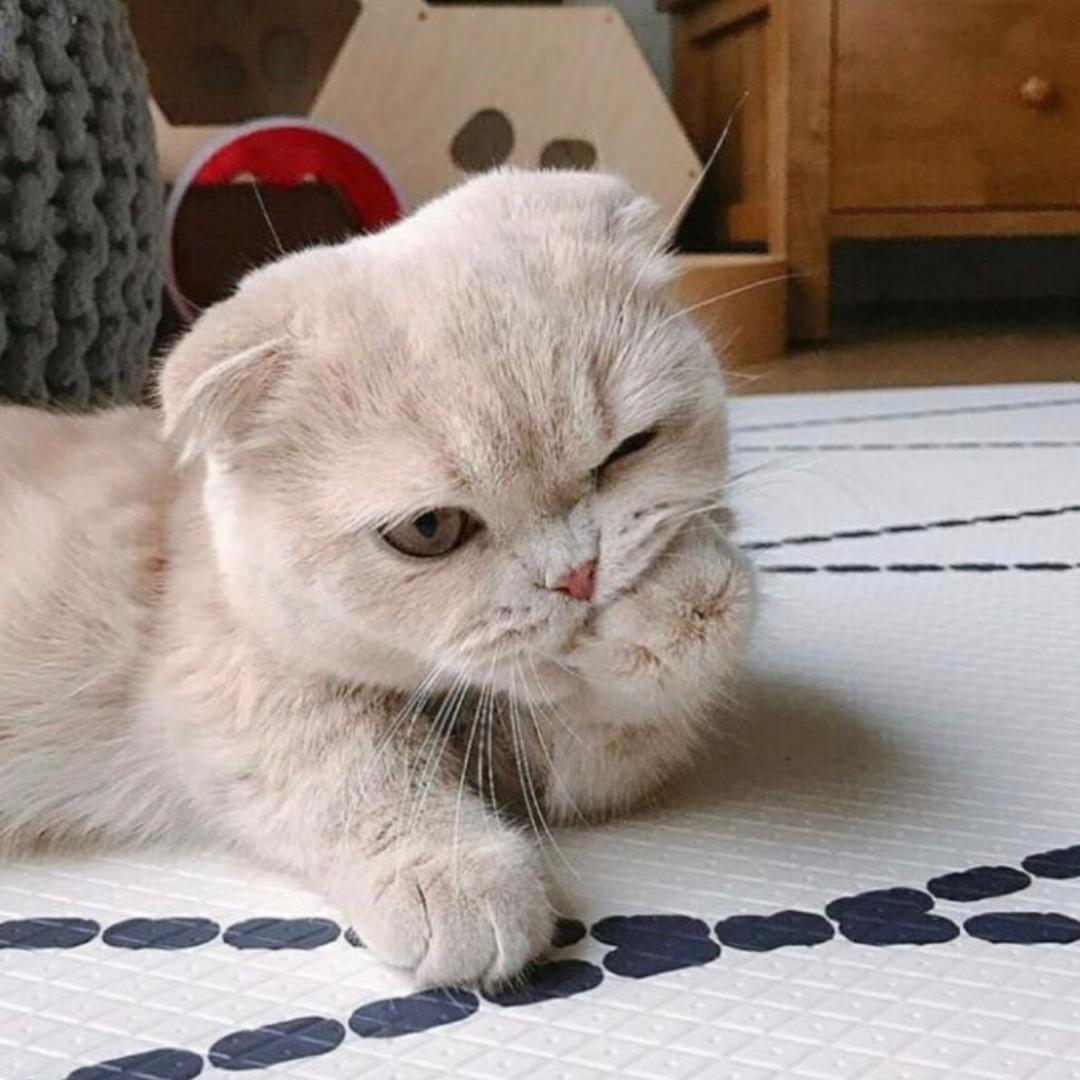诚诚