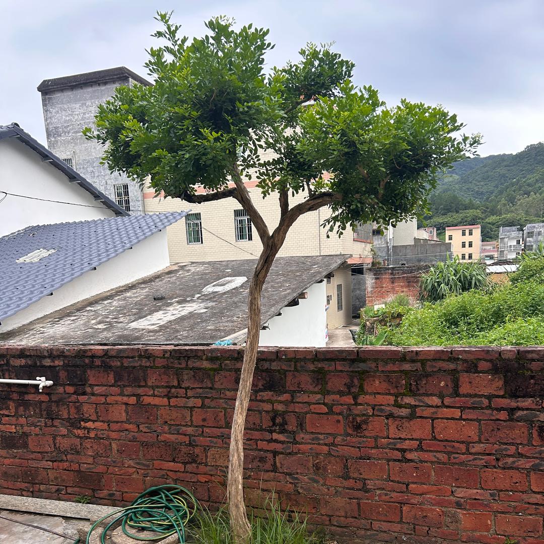 悄宁静