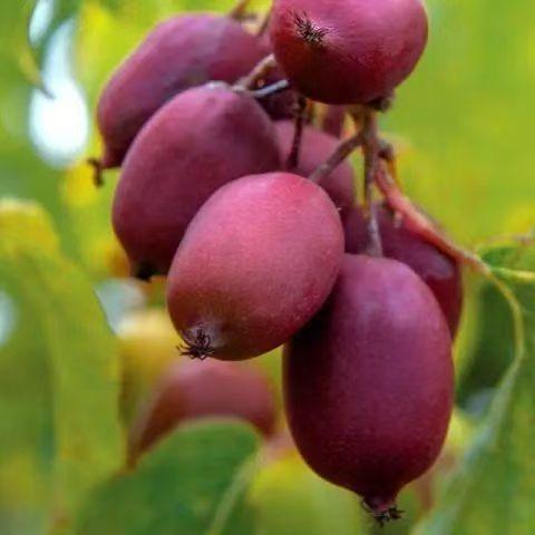 宁轩果树苗木专营店