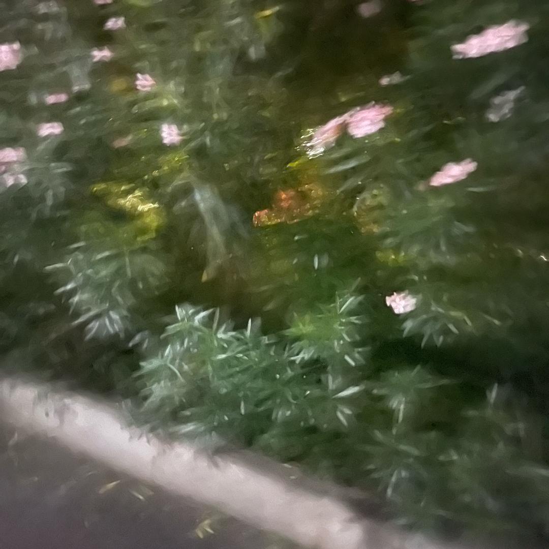 男人靠得住，母猪都会上树