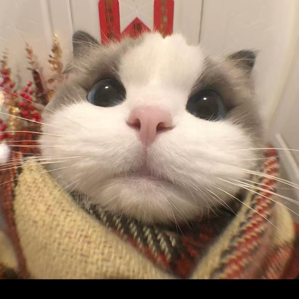 一只知知宝