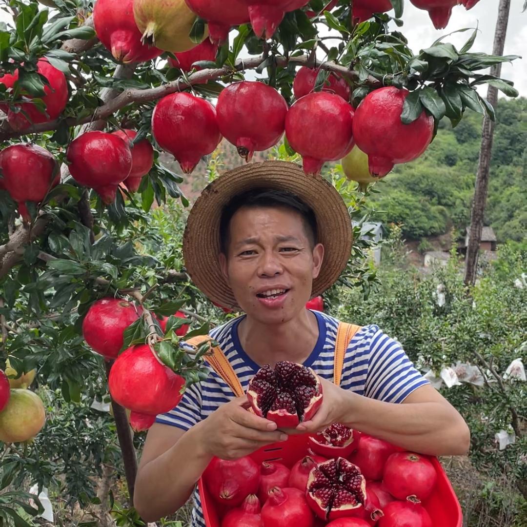 云襄果坊石榴