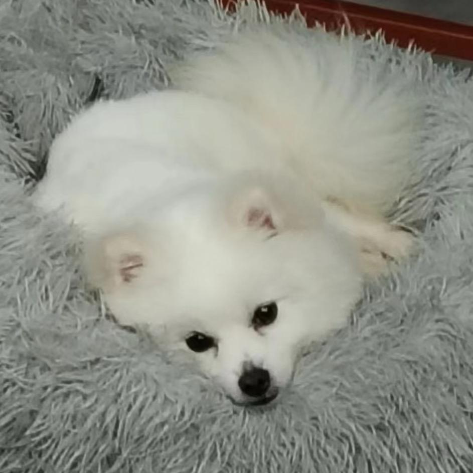 一好像条狗