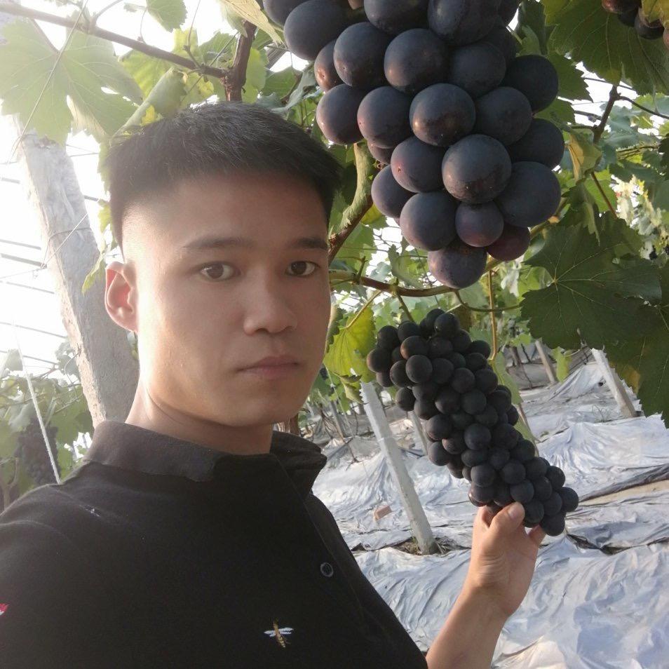 杨晨