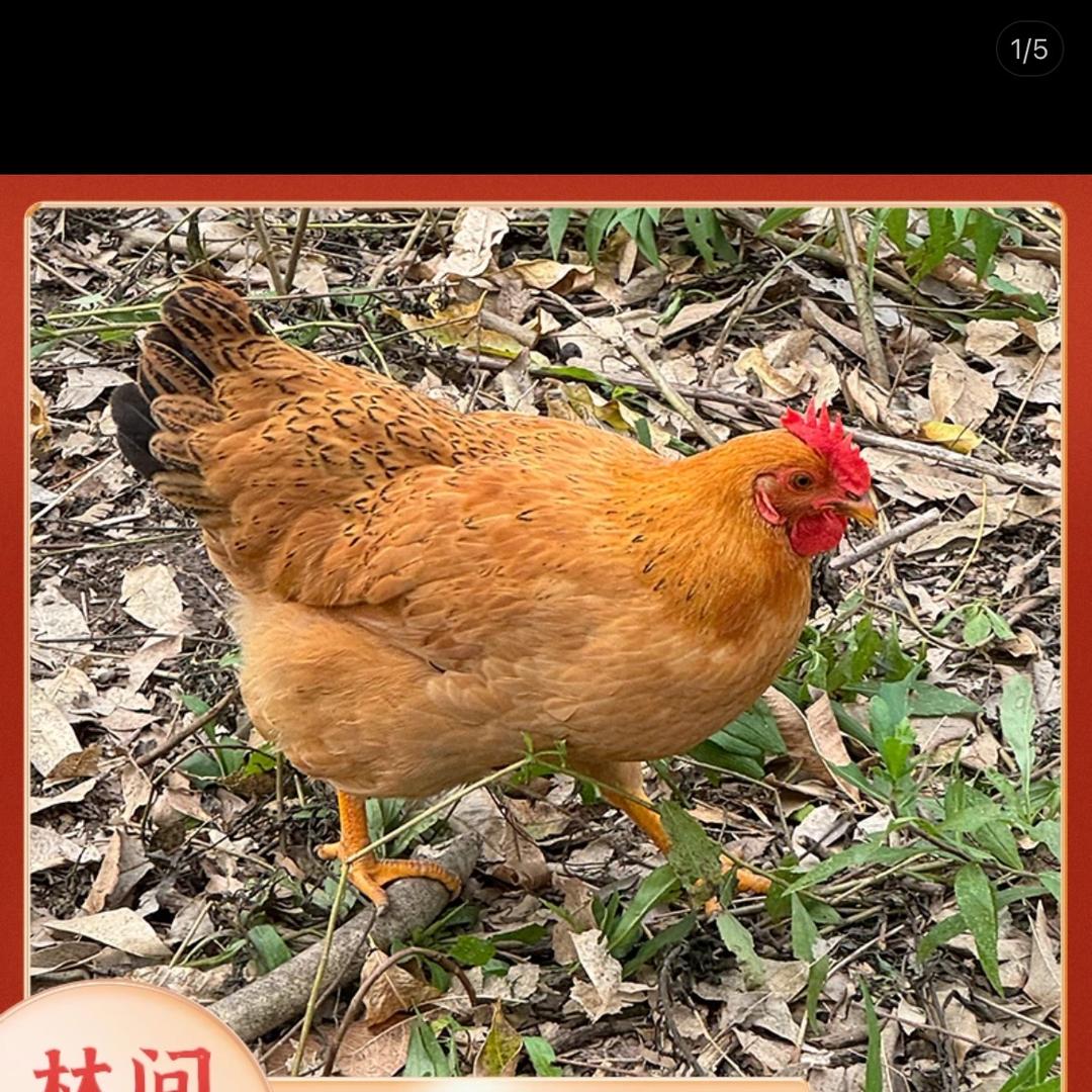莱康养殖