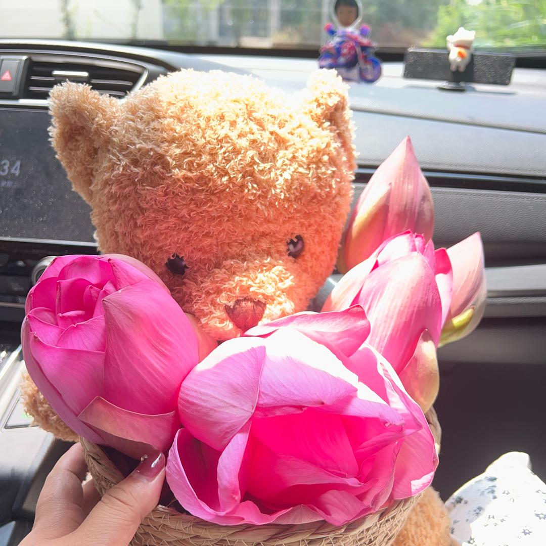 宠物猫宠物狗❤️