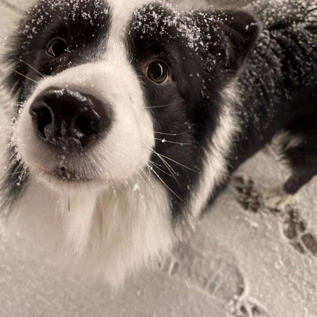 辣辣辣椒炒肉拌面🍜