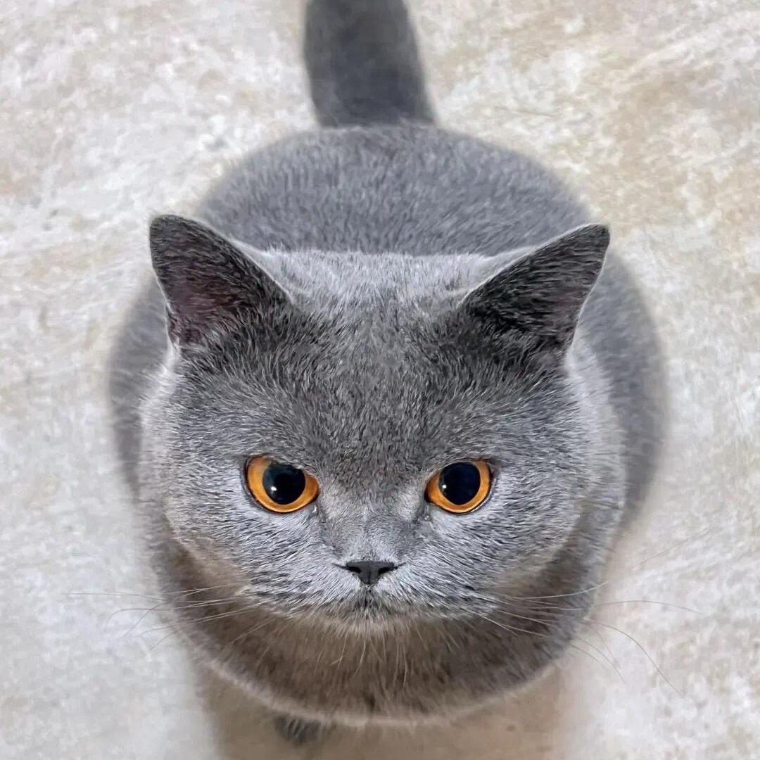 团团是只猫··