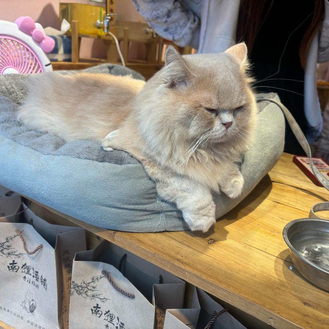 狸猫刺客