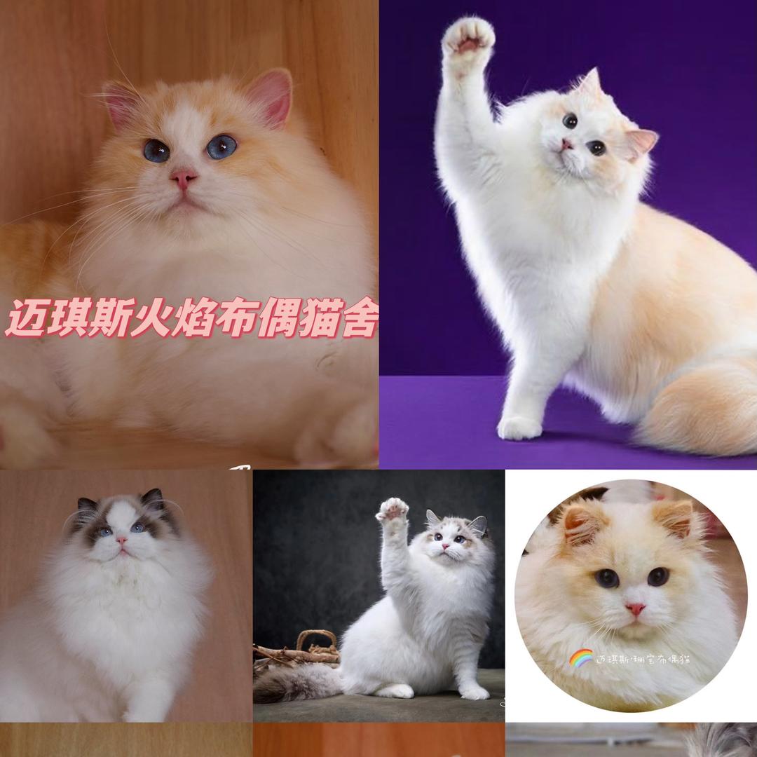 珊宝火焰色布偶猫