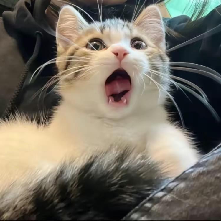 ZzZz