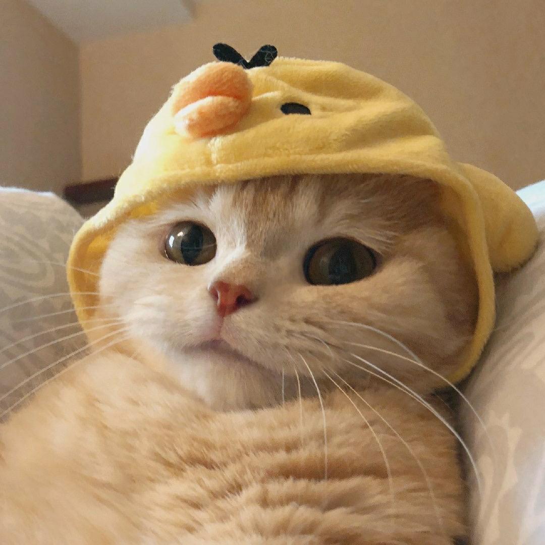 萌宠出道