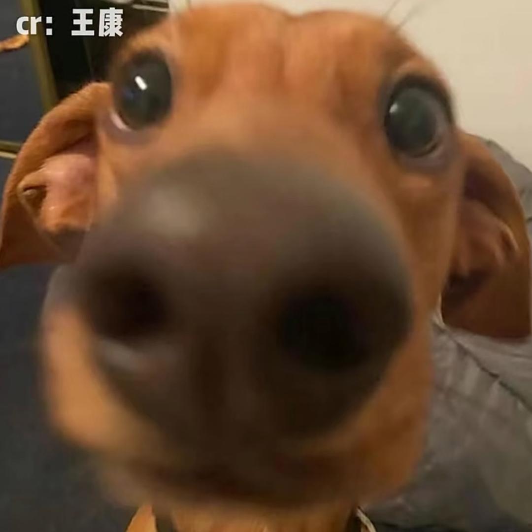 狗如烟烟不锈钢