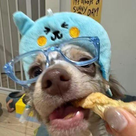 小新少爷