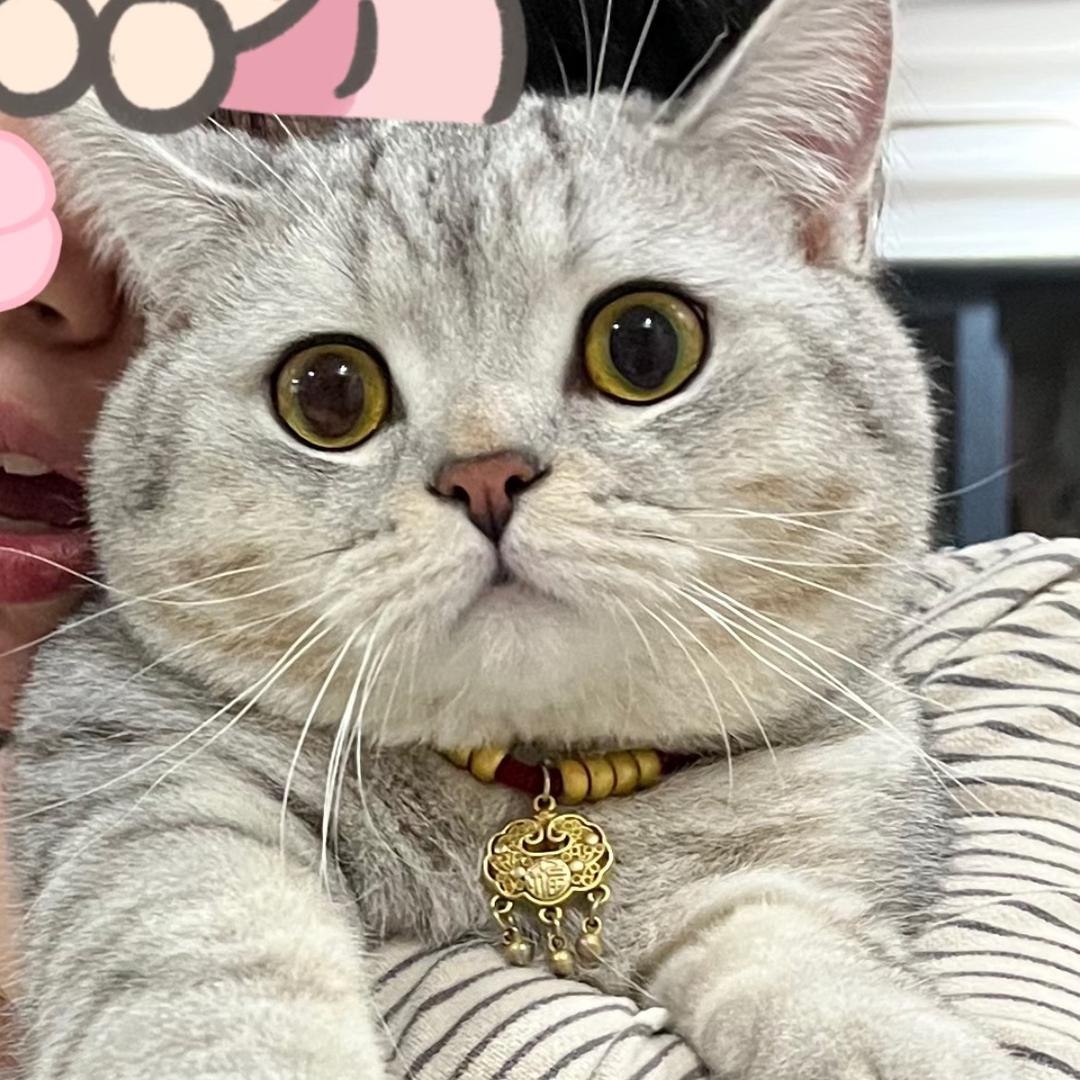 小猫小狗的宠物屋