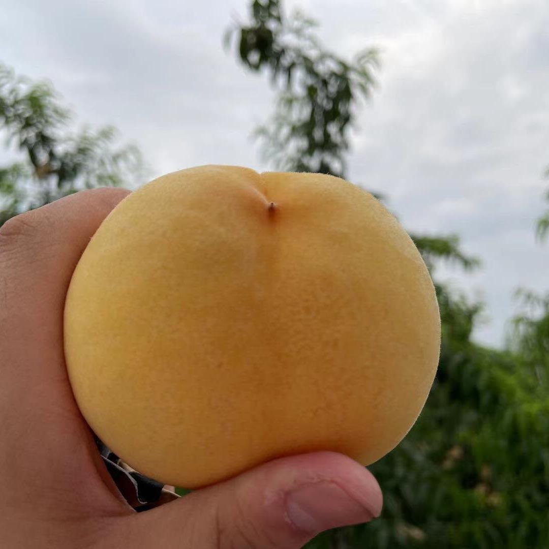 浦江酵素黄桃种植三哥