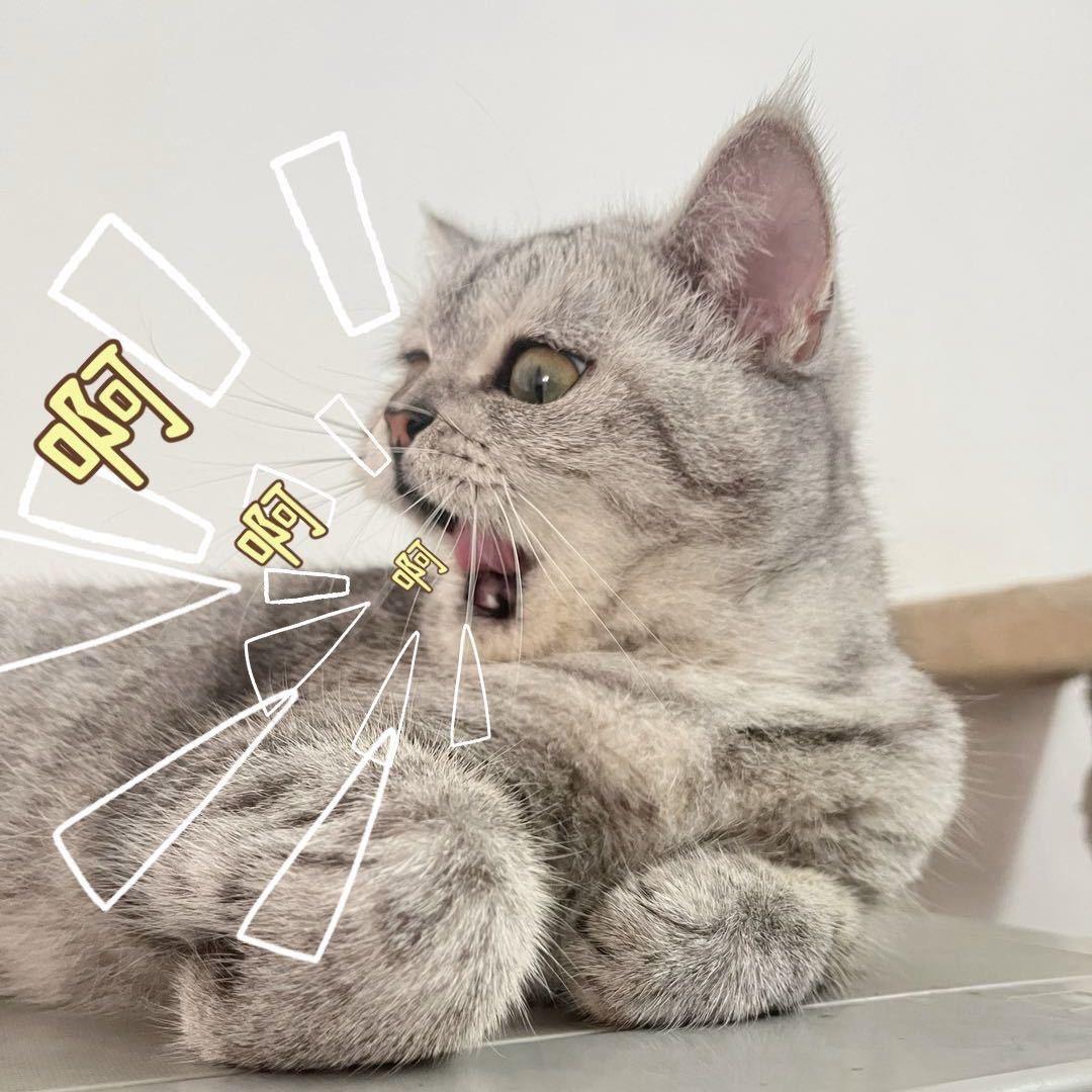 🍀黄囍囍♡