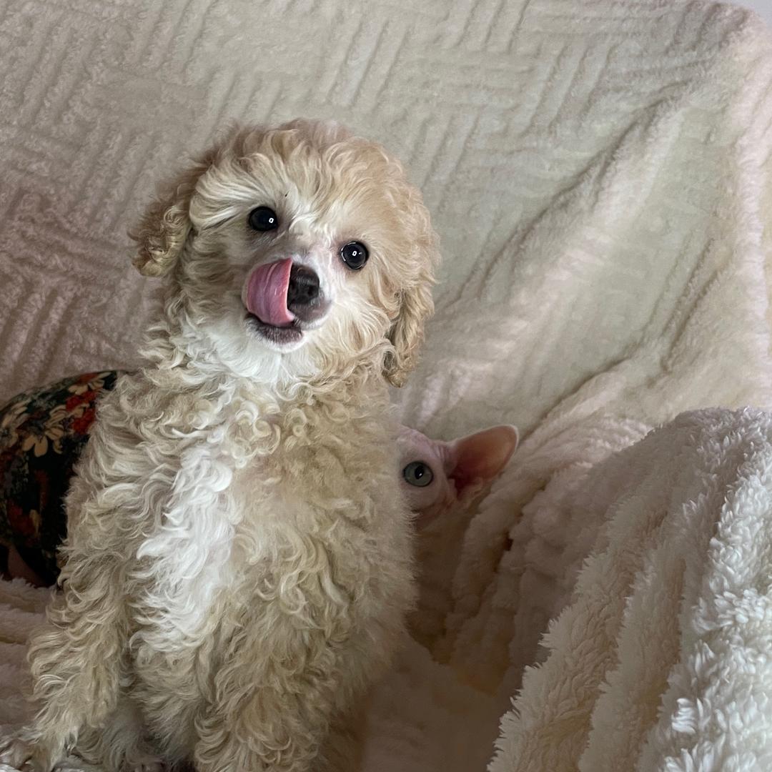 有猫有狗