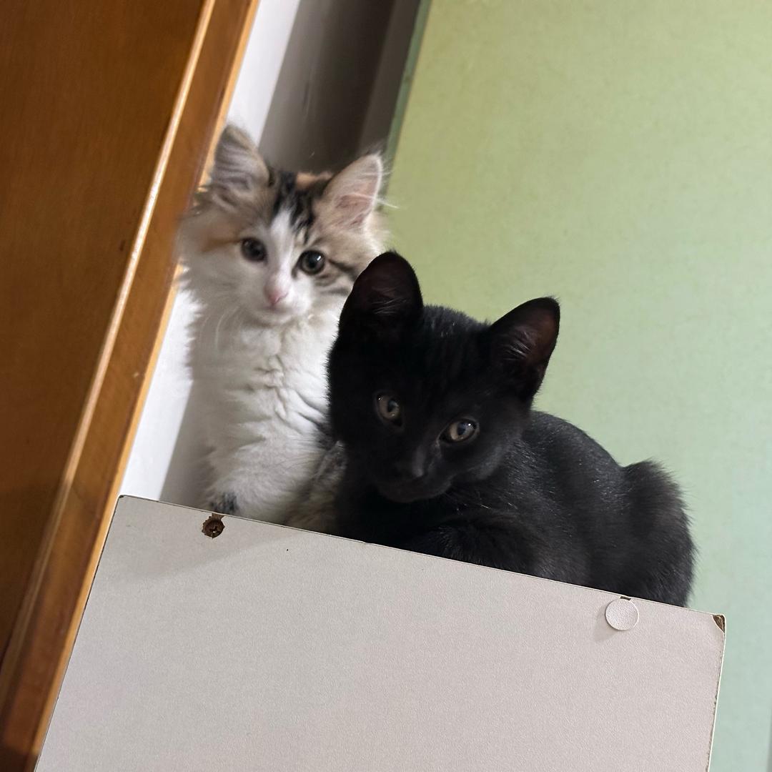 噼里啪啦嘟嘟哒哒