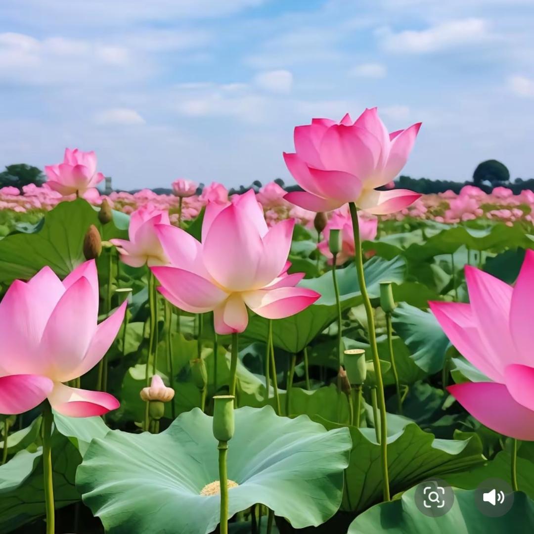 泽嵘