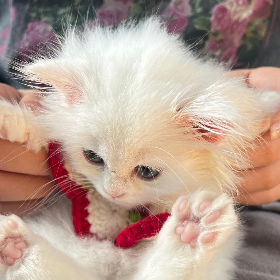 妮妮是只喵💕