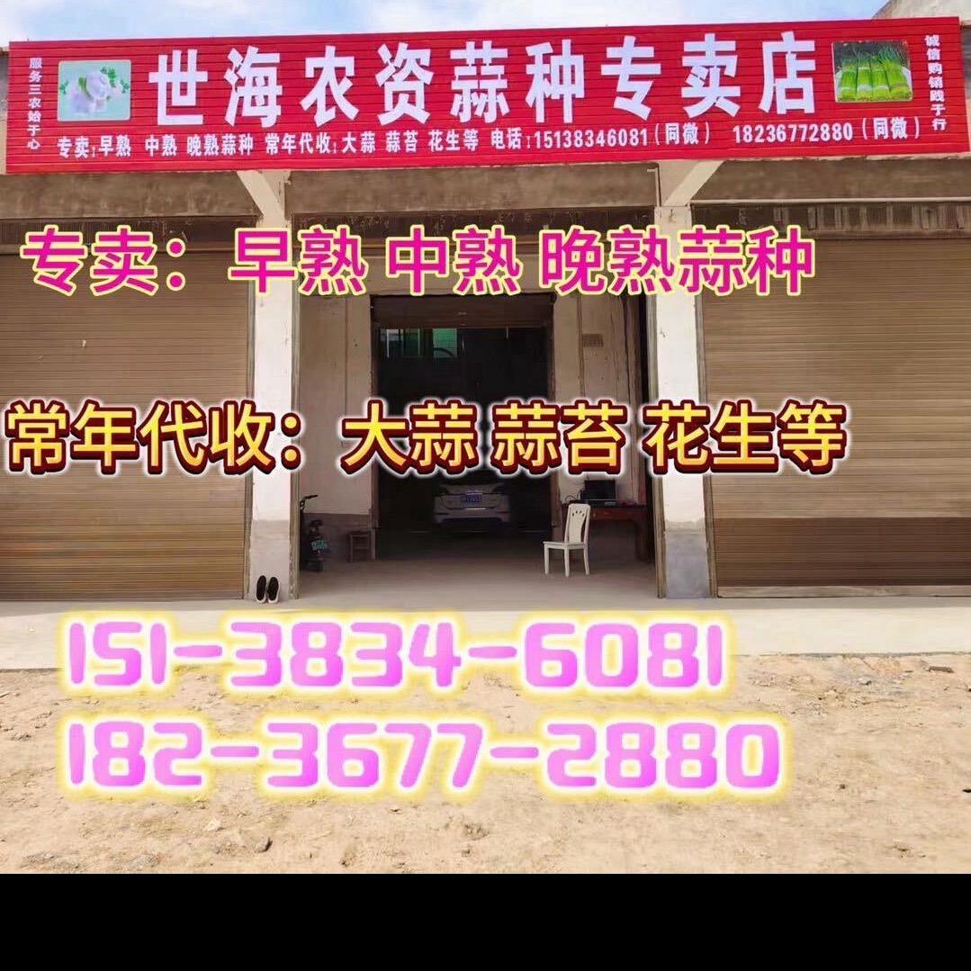 淮阳区106国道蒜种批发
