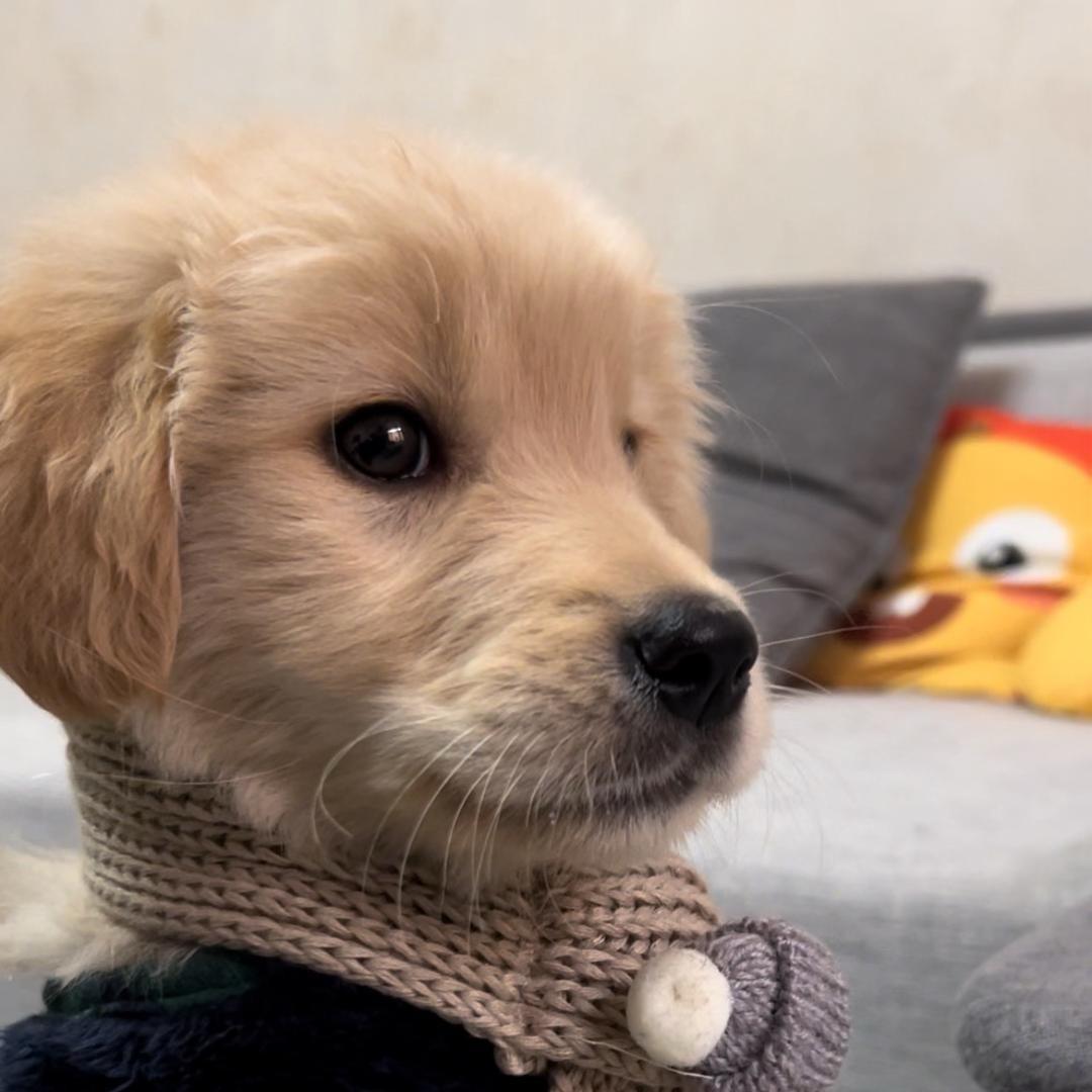 小北（国服李元芳）