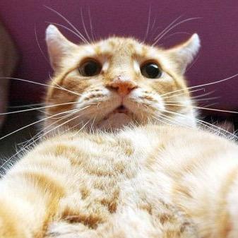 龙争虎斗彼岸花