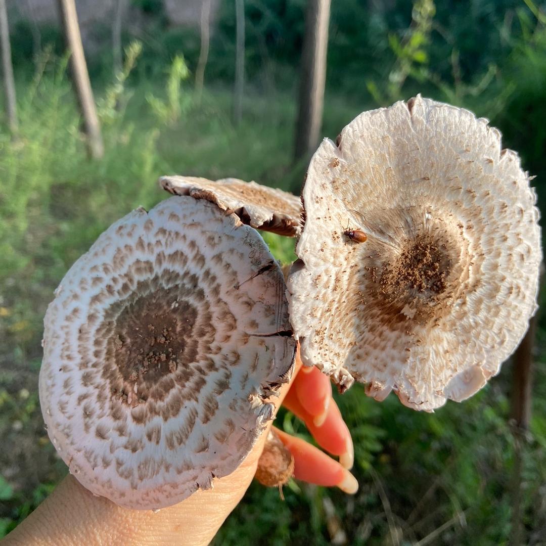 栀子花
