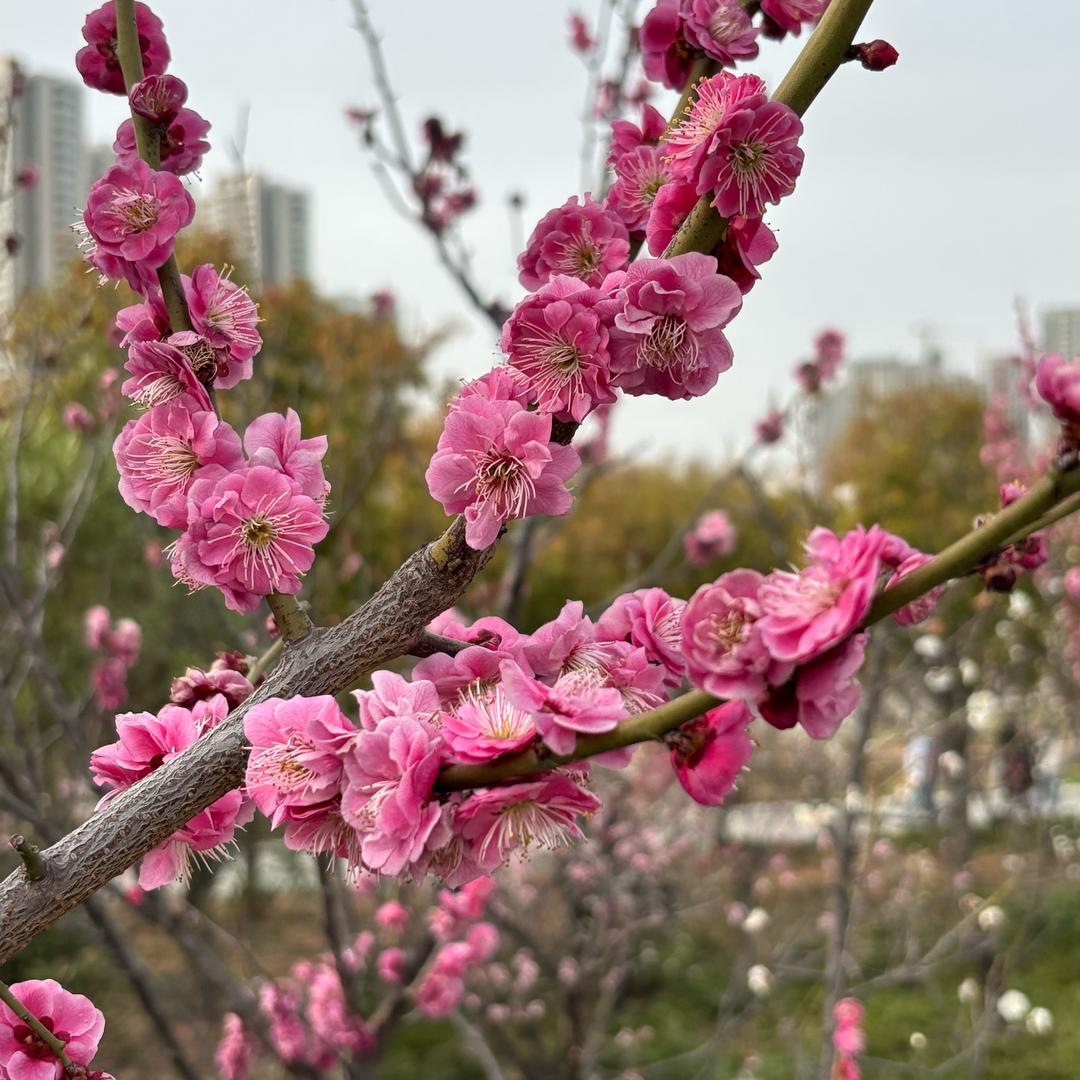 香香姐