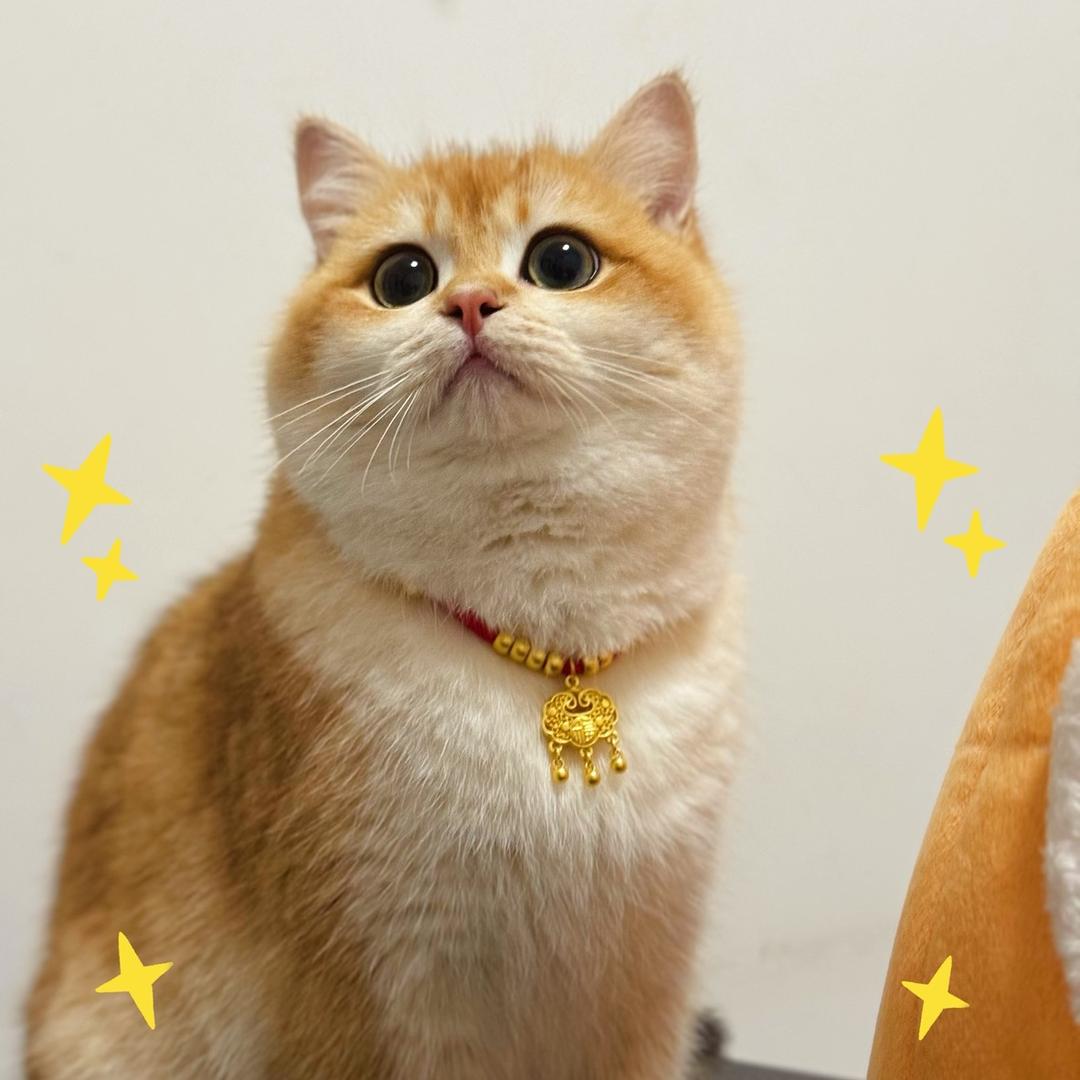 千金是只金渐层