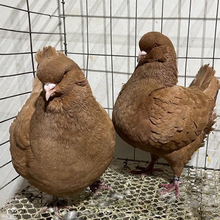 恒胜圆环观赏鸽业