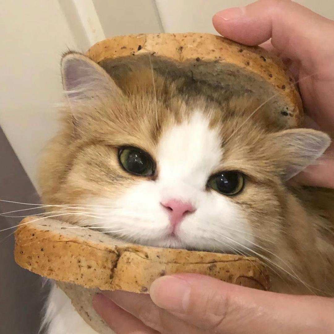 兔兔饲养员