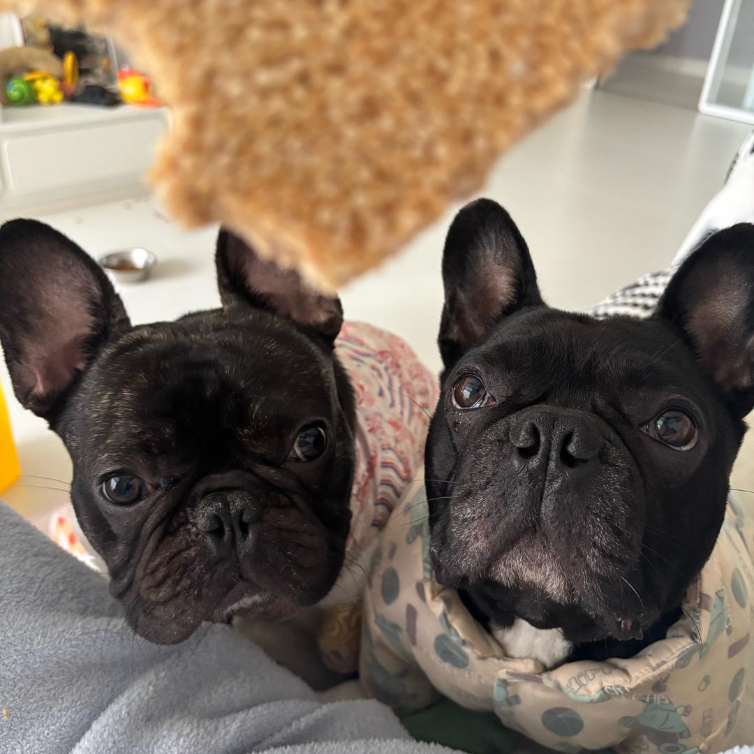 鲁班是吨吨大哥🐶