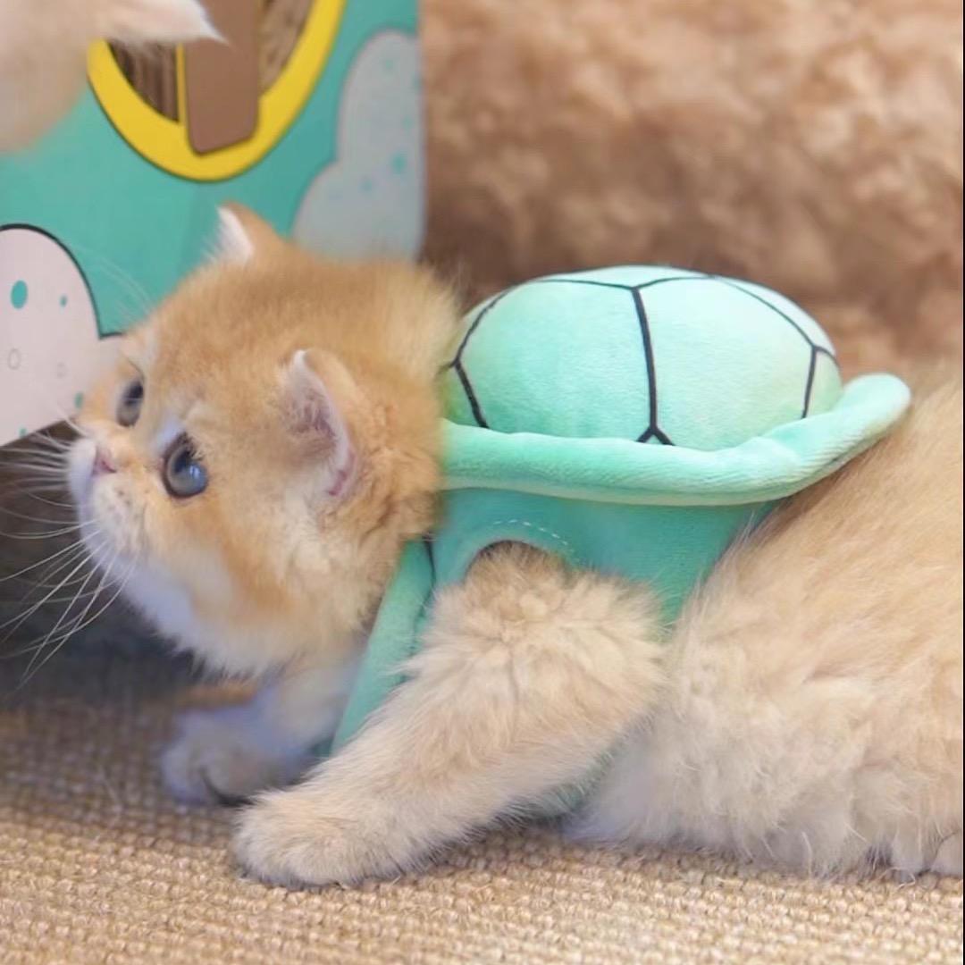 双叶家的猫
