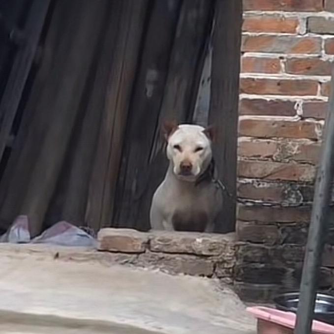 （风子）代找广西土猎