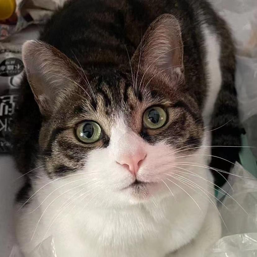 猫的天空之城