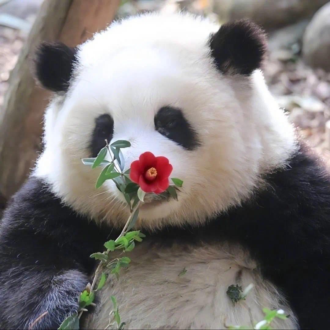 粉红小猪🐷