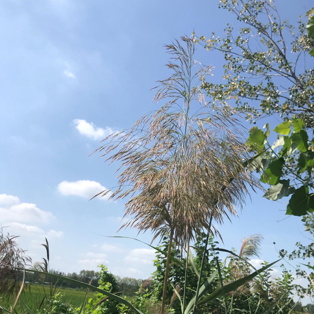 小米粒🌾