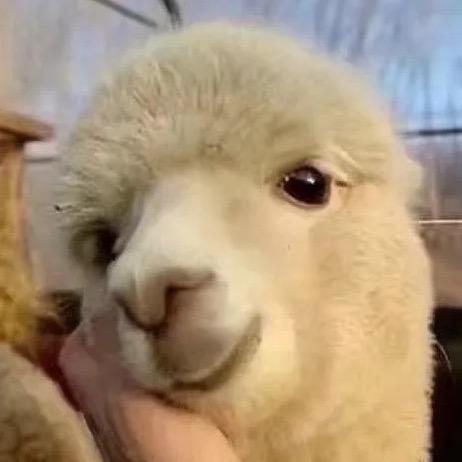 Alpaca