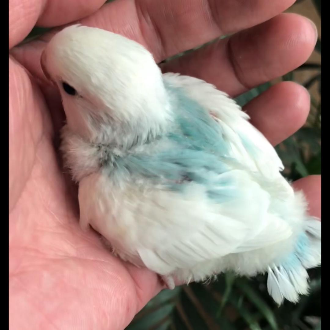 木小鸚